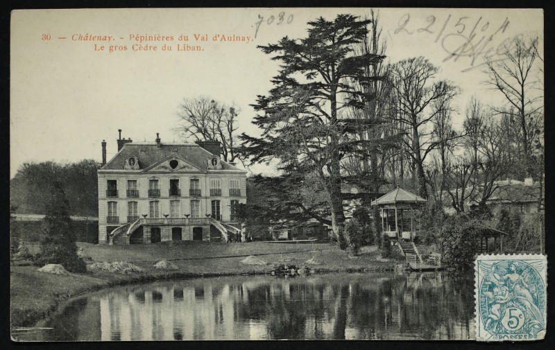 Carte postale ancienne Chatenay Pepiniere Du Val D'Aulnay Le Gros Cedre Du Liban à Châtenay-Malabry