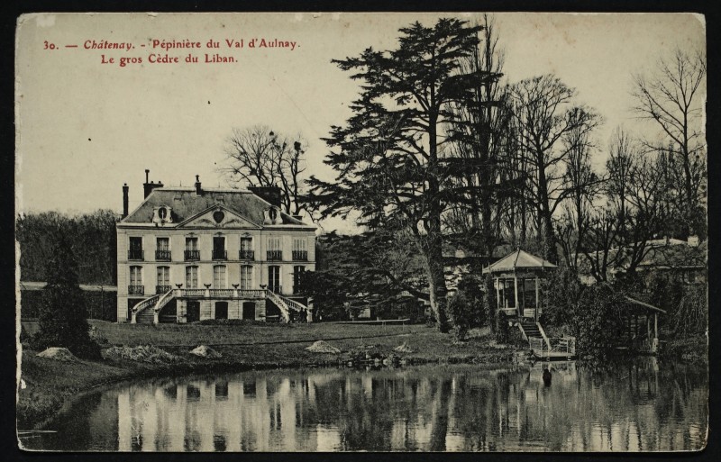 Carte postale ancienne Chatenay Pepiniere Du Val D'Aulnay Le Gros Cedre Du Liban à Châtenay-Malabry