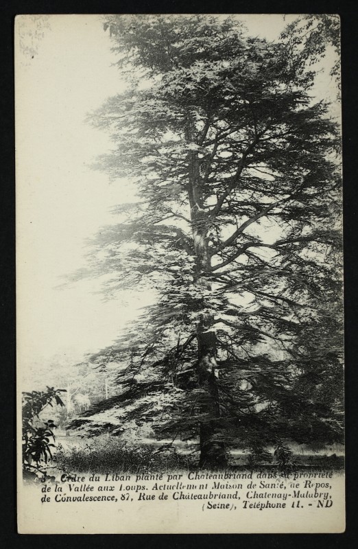 Carte postale ancienne Cèdre du Liban planté par Chateaubriand dans sa propriété de la Vallée aux Loups, actuellement maison de santé, de repos[,,, ] 87rue de Châteaubriand à Châtenay-Malabry