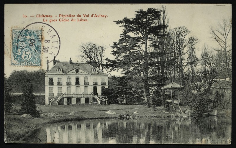 Carte postale ancienne Chatenay Pepiniere Du Val D'Aulnay Le Gros Cedre Du Liban à Châtenay-Malabry