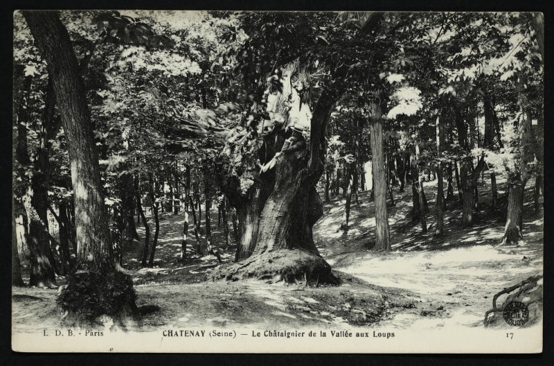 Carte postale ancienne le Châtaignier de la Vallée aux Loups à Châtenay-Malabry