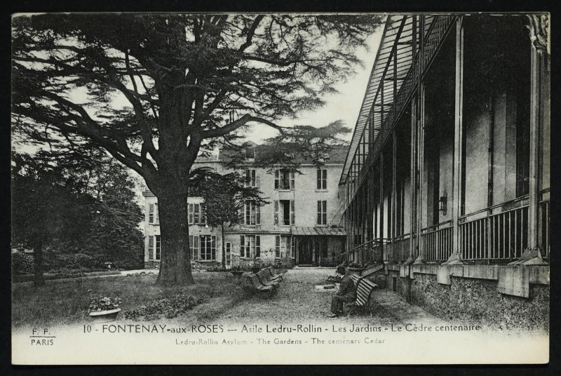 Carte postale ancienne Asile Ledru-Rollin - Les Jardins - Le Cèdre centenaire à Fontenay-aux-Roses