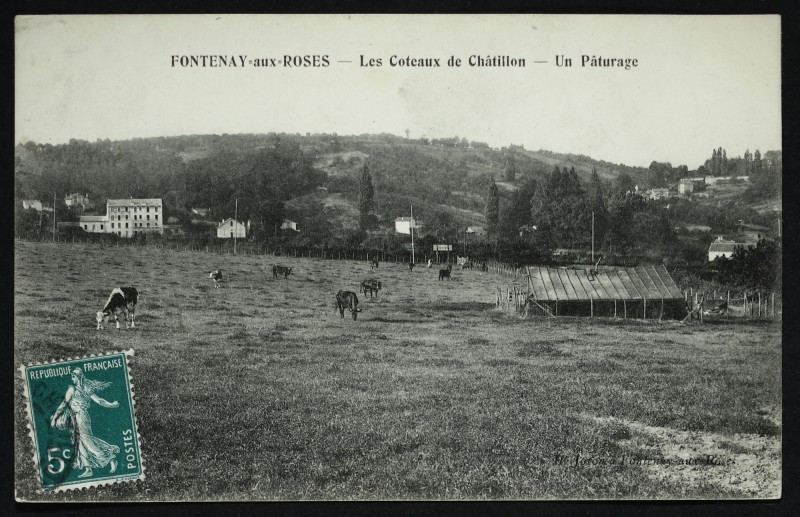 Carte postale ancienne Les coteaux de Châtillon - Un pâturage à Fontenay-aux-Roses