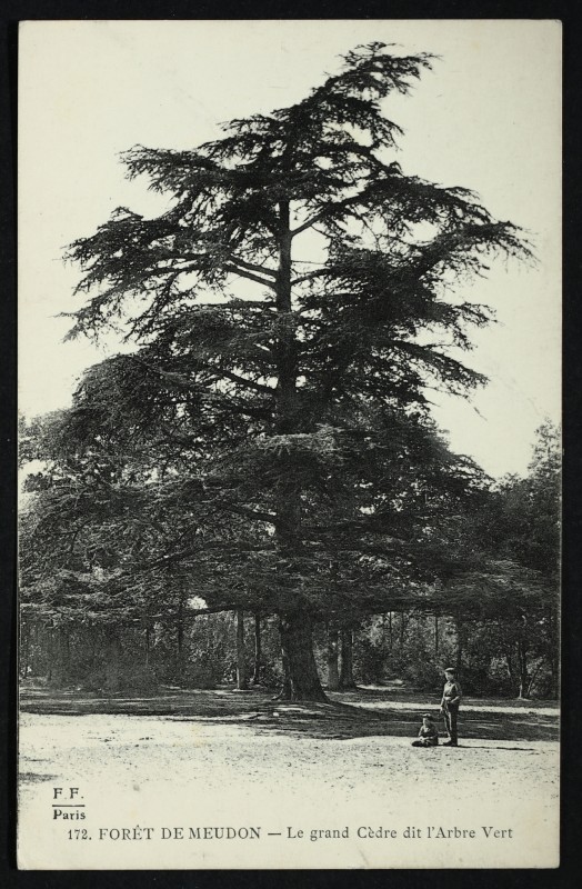 Carte postale ancienne Forêt de Meudon - Le grand Cèdre dit l'Arbre Vert à Meudon