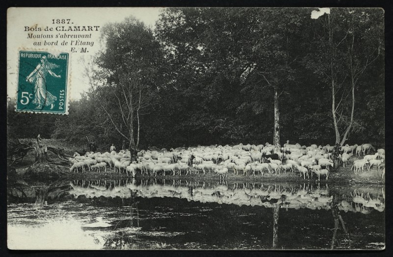 Carte postale ancienne Forêt de Meudon - Moutons s'abreuvant au bord de l'étang à Meudon