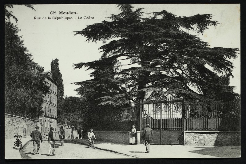 Carte postale ancienne Rue de la République - Le Cèdre à Meudon