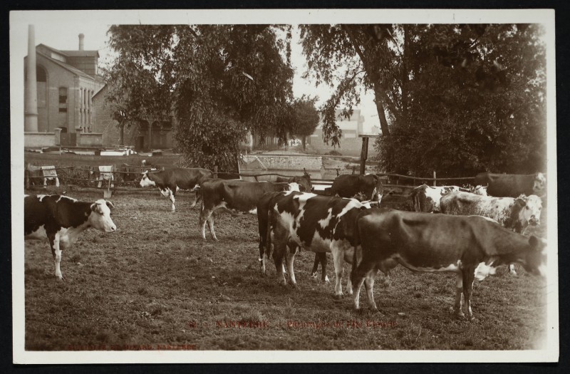 Carte postale ancienne Troupeau de vaches à Nanterre