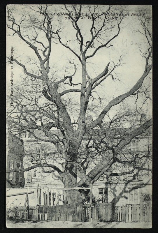 Carte postale ancienne Le célèbre Chêne du Château de Neuilly, 79 rue de Villiers, Neuilly à Neuilly-sur-Seine