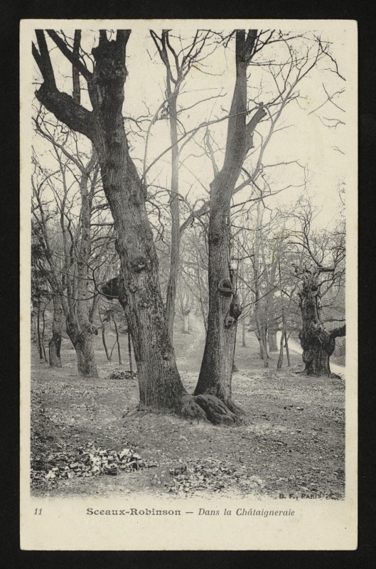 Carte postale ancienne Sceaux-Robinson - Dans la Châtaigneraie à Châtenay-Malabry
