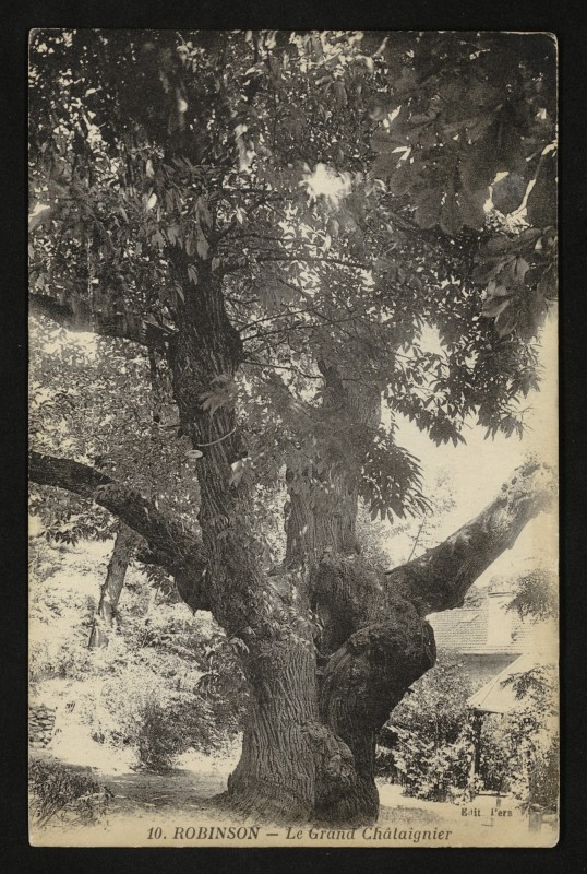 Carte postale ancienne Robinson - Le Grand Châtaignier à Châtenay-Malabry
