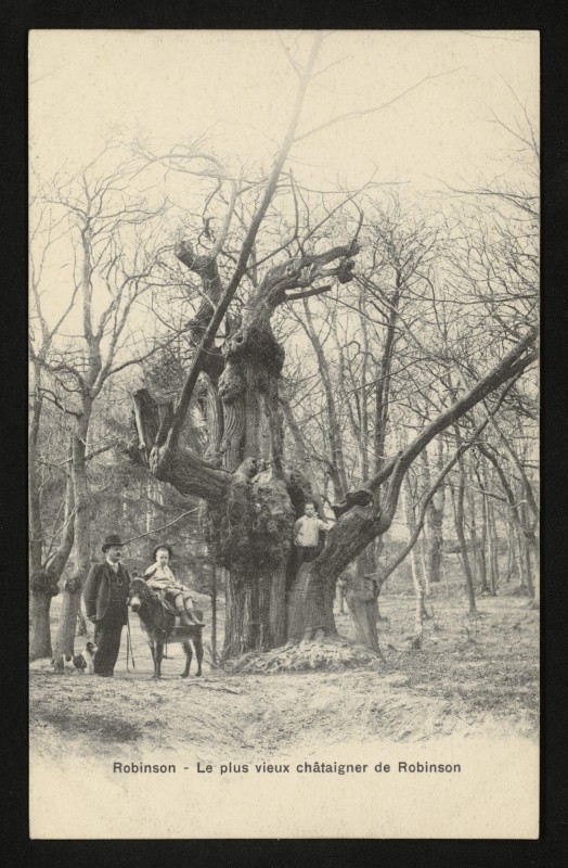 Carte postale ancienne Robinson - Le plus vieux châtaignier de robinson au Plessis-Robinson
