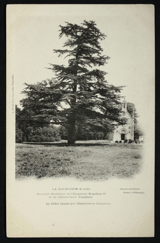 Carte postale ancienne La Malmaison (S.-et-O.) - Ancienne Résidence de l'Empereur Napoléon 1er et de l'Impératrice Joséphine - Le cèdre planté par l'Impératrice Joséphine à Rueil-Malmaison