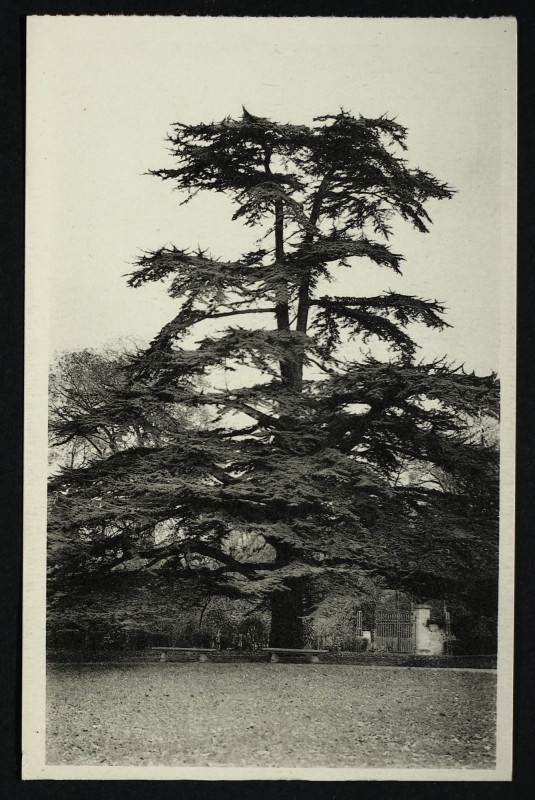 Carte postale ancienne Château de Malmaison - le Cèdre de l'Impératice joséphine à Rueil-Malmaison