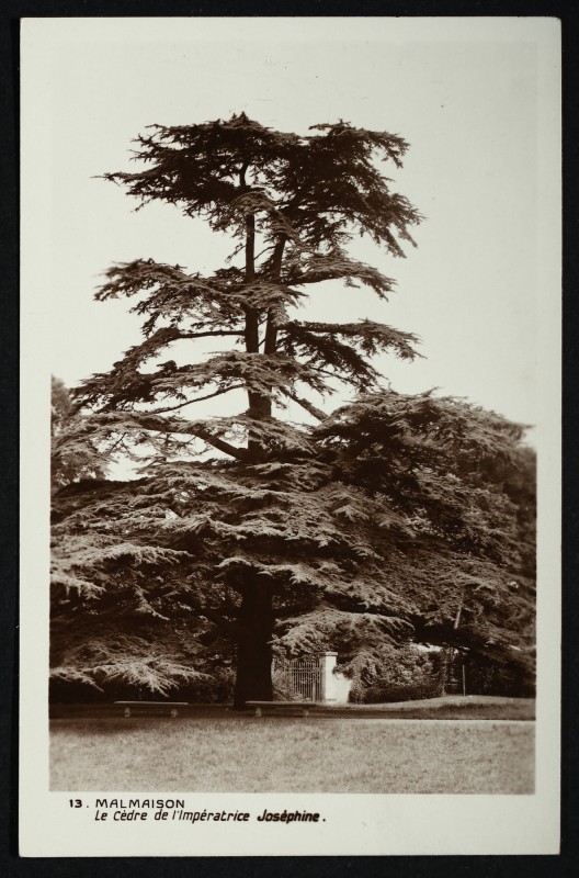 Carte postale ancienne Malmaison - Le cèdre de l'Impératrice Joséphine à Rueil-Malmaison