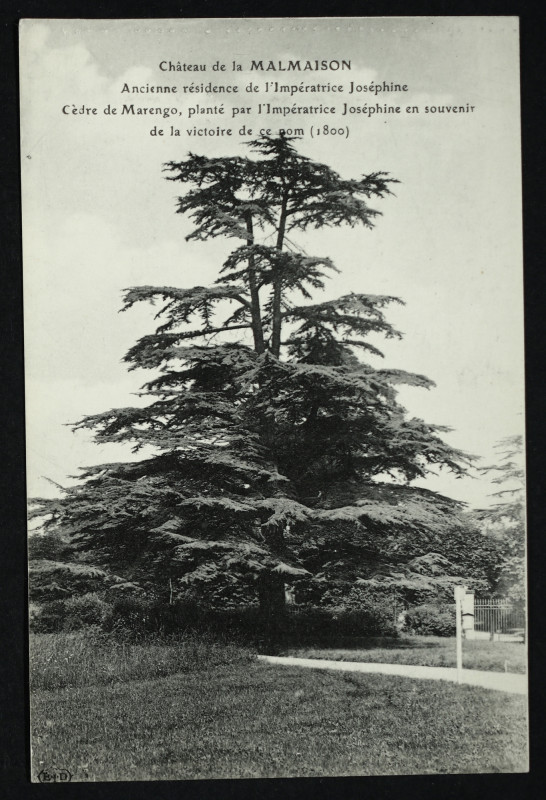 Carte postale ancienne La Malmaison (S.-et-O.) - Ancienne Résidence de l'Empereur Napoléon 1er et de l'Impératrice Joséphine - Le cèdre planté par l'Impératrice Joséphine à Rueil-Malmaison