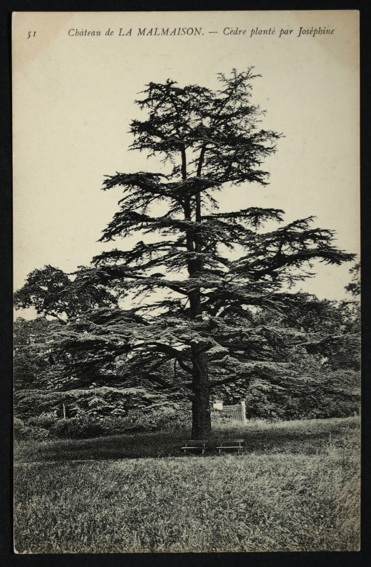 Carte postale ancienne Château de la Malmaison - Le cèdre planté par Joséphine à Rueil-Malmaison
