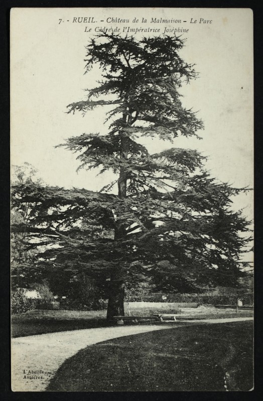Carte postale ancienne Château de la Malmaison - Le Parc - Le Cèdre de l'Impératrice Joséphine à Rueil-Malmaison