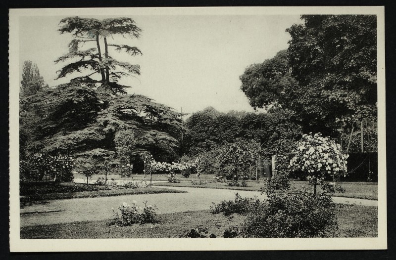 Carte postale ancienne Château de Malmaison - Roseraie et Cèdre de Marengo à Rueil-Malmaison
