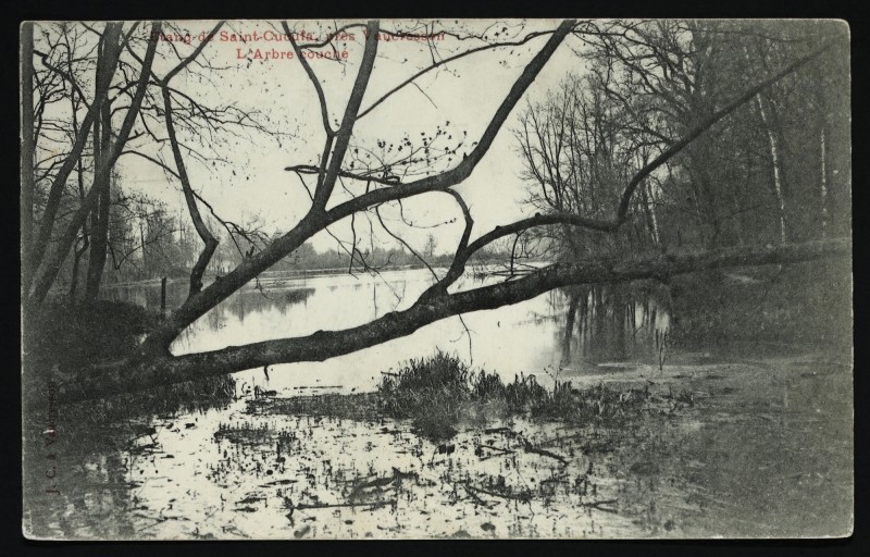 Carte postale ancienne Etang de Saint-Cucufa - L'Arbre couché à Rueil-Malmaison