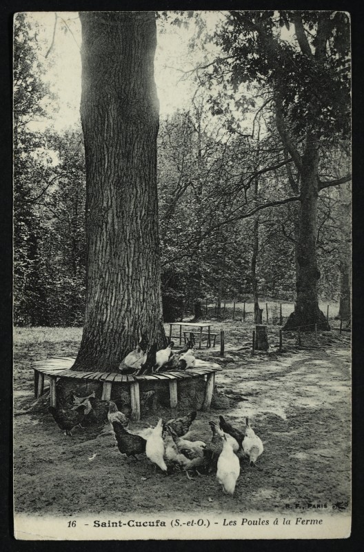 Carte postale ancienne Saint-Cucufa (S.-et O.) - Les Poules à la Ferme à Rueil-Malmaison
