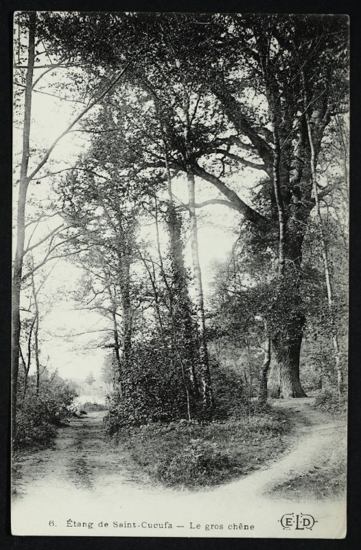 Carte postale ancienne Etang de Saint-Cucufa. - Le gros chêne à Rueil-Malmaison