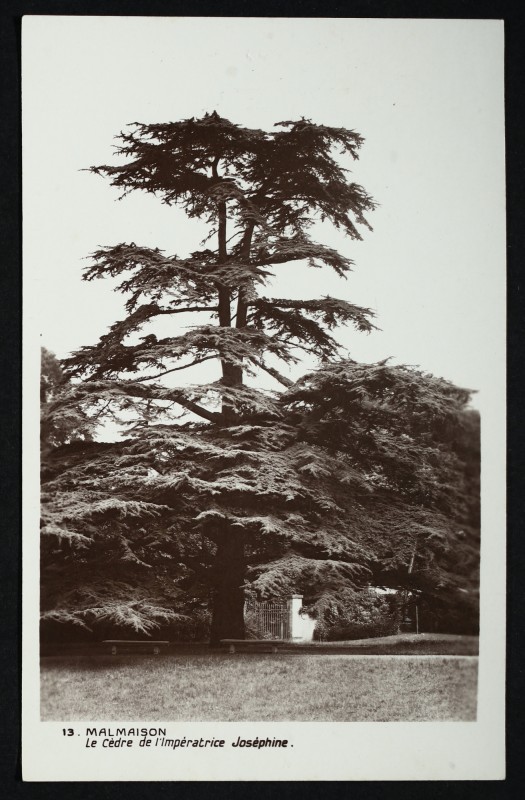 Carte postale ancienne Malmaison - Le Cèdre de L'Impératrice Joséphine à Rueil-Malmaison