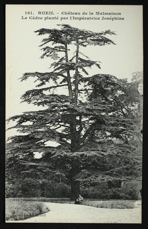 Carte postale ancienne Château de la Malmaison - Le Cèdre planté par l'Impératrice Joséphine à Rueil-Malmaison