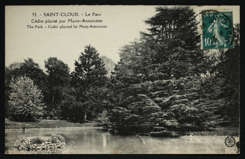 Carte postale ancienne Cèdre planté par Marie-Antoinette - Cedar planted by Mary-Antoinette à Saint-Cloud