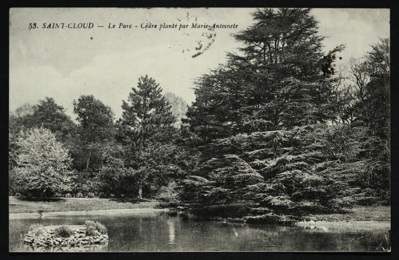 Carte postale ancienne Cèdre planté par Marie-Antoinette à Saint-Cloud