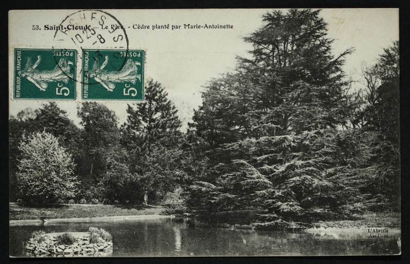 Carte postale ancienne Cèdre planté par Marie-Antoinette à Saint-Cloud