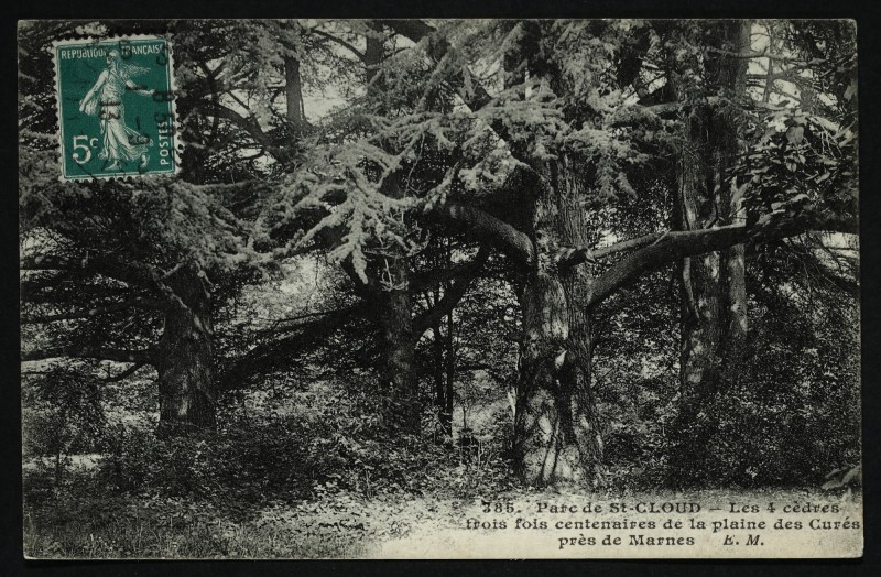 Carte postale ancienne Les 4 cèdres trois fois centenaires de la plaine des Curés près de Marnes à Saint-Cloud