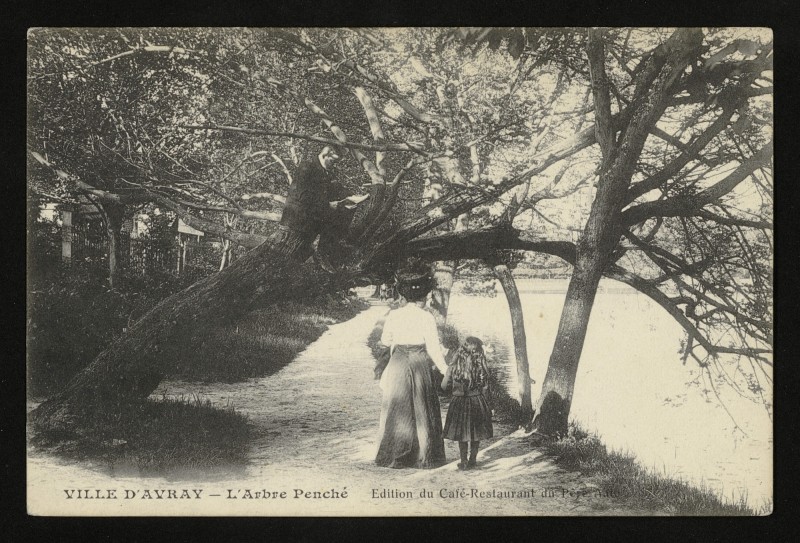 Carte postale ancienne l'Arbre Penché à Ville-d'Avray