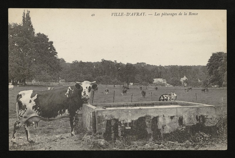 Carte postale ancienne Les pâturages de la Ronce à Ville-d'Avray