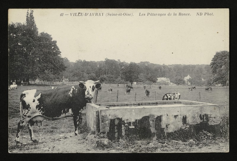 Carte postale ancienne Les Pâturages de la Ronce à Ville-d'Avray