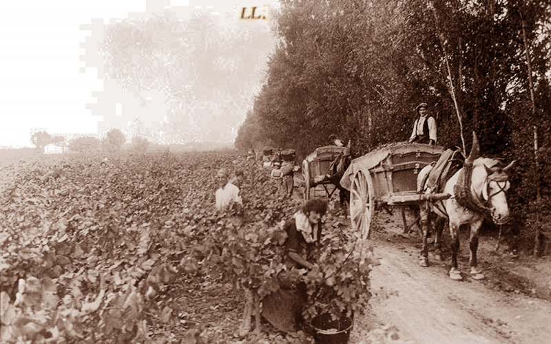 Carte postale ancienne Avignon Château de Courtine les vendanges