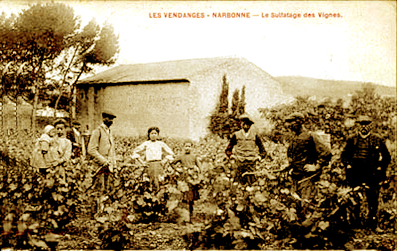 Carte postale ancienne Aude Sulfatage des vignes Narbonne