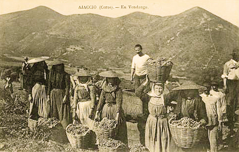 Carte postale ancienne Ajaccio vendanges