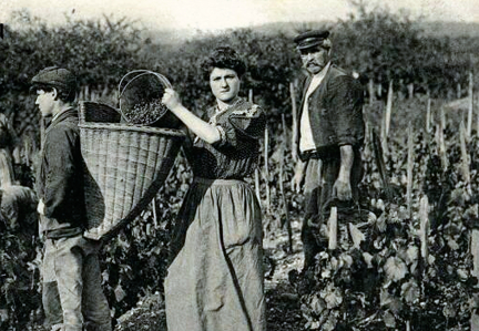 Carte postale ancienne Vendange 1900