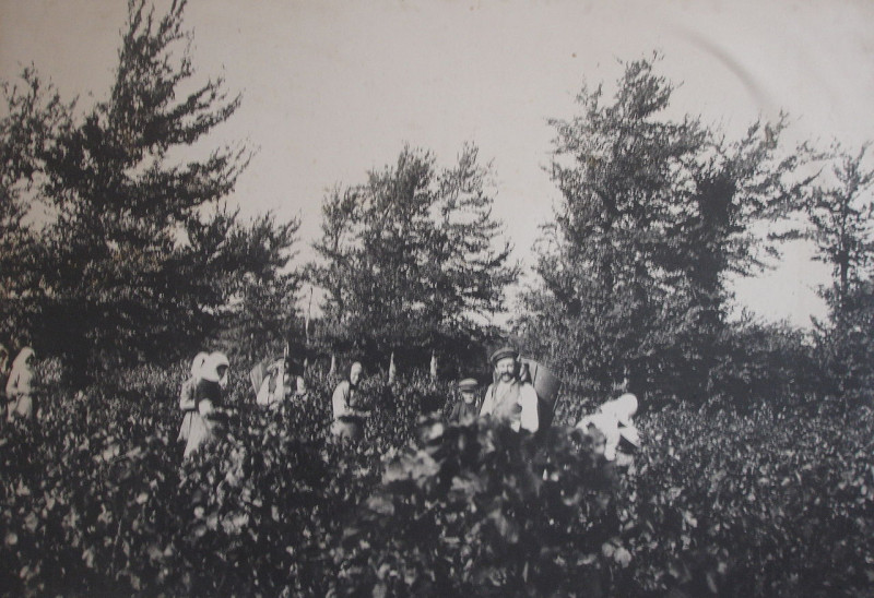 Carte postale ancienne Vendange-Aude-old