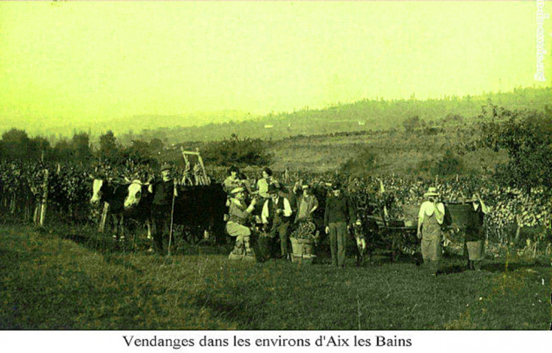 Carte postale ancienne Vendanges près d'Aix-les-Bains