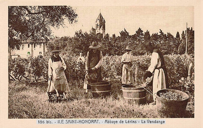 Carte postale ancienne Vendanges à Lérins Saint-Honorat