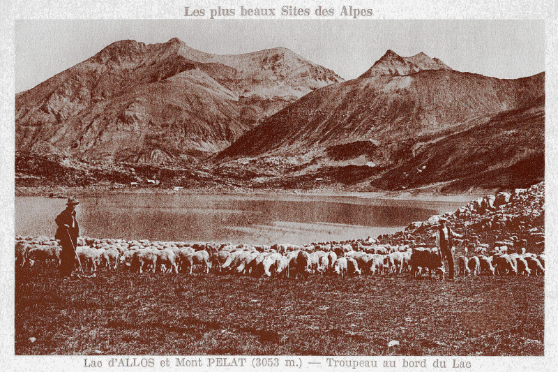 Carte postale ancienne Col et lac d'Allos moutons