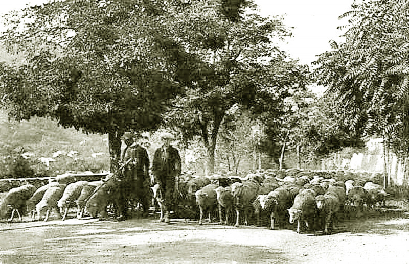 Carte postale ancienne Digne transhumance