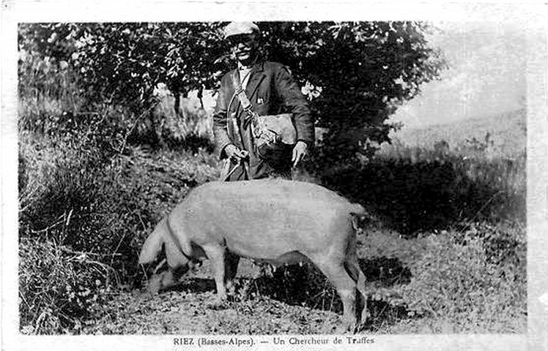 Carte postale ancienne Riez un chercheur de truffes