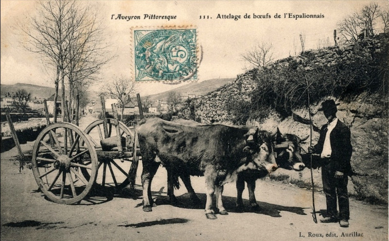Carte postale ancienne Aveyron - Attelage de boeufs