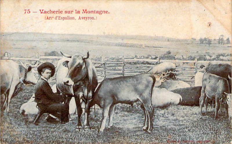 Carte postale ancienne Aveyron - Vacherie sur la montagne 4