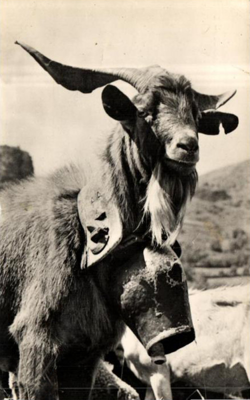 Carte postale ancienne Bouc du Rove