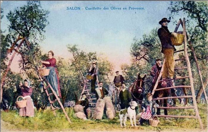 Carte postale ancienne Olivade à Salon