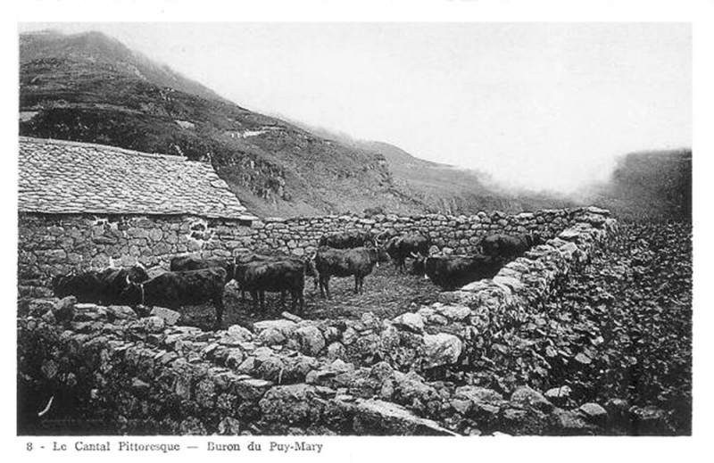 Carte postale ancienne Cantal buron puy-mary