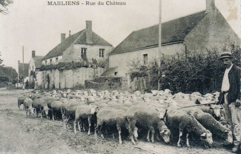 Carte postale ancienne Berger de Marliens